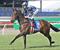Preview to say it all about Cambiaso